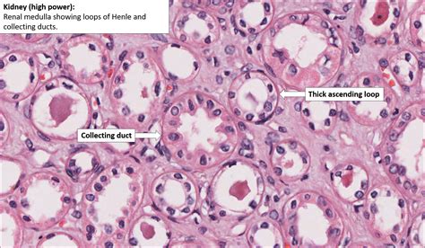 Kidney – Normal Histology – NUS Pathweb :: NUS Pathweb