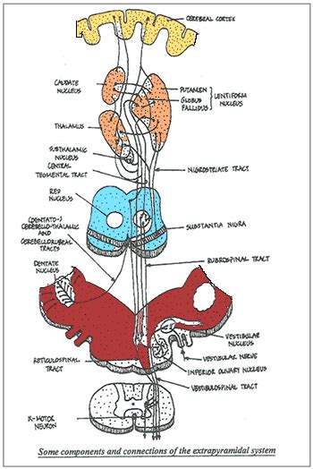 MOTOR SYSTEMS – 1: SOMATIC