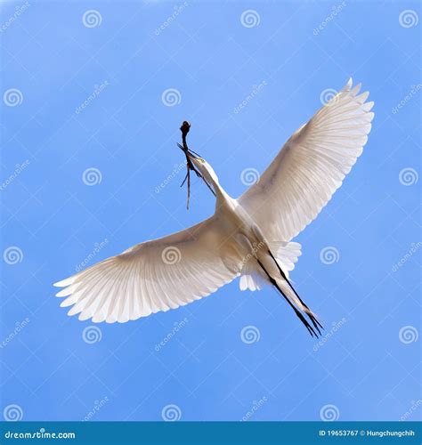 White Heron in Flying Action Stock Image - Image of blue, legs: 19653767