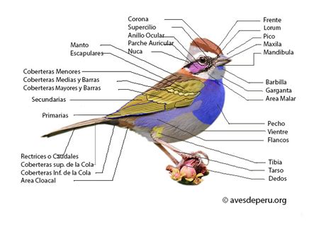 Partes y Plumas de un Ave - Aves de Peru