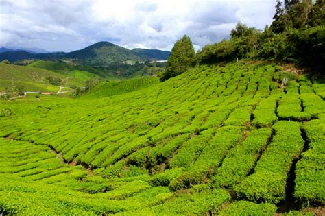 Malaysian Tea Plantations of the Cameron Highlands – Planet and Go