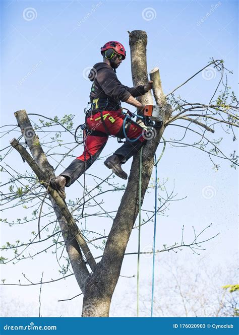 Pruning a tree stock image. Image of tree, chainsaw - 176020903