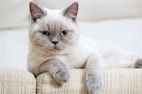 6 Types of British Shorthair Cat Colors (With Info & Pictures) | Hepper