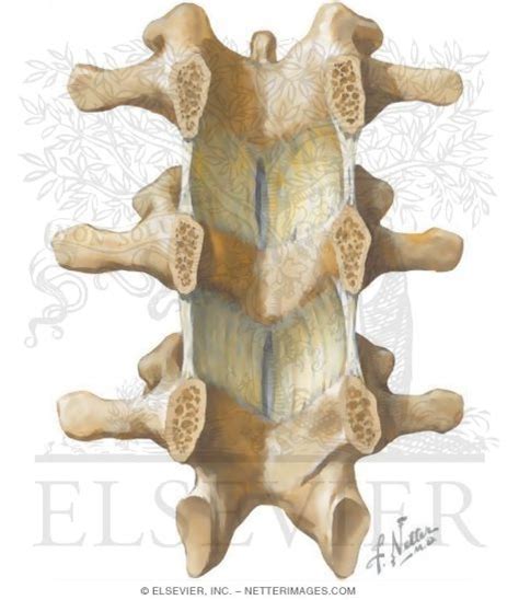 Ligamentum Flavum