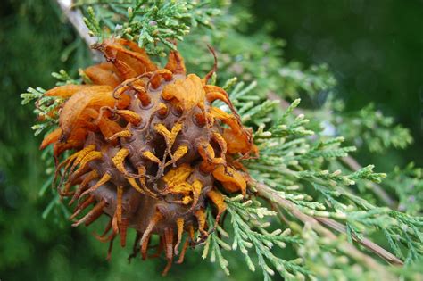 What is cedar-apple rust? What does it look like? | Tree services