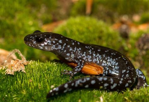 Salamanders of Pennsylvania: 22 species, 2-20 inches, blue, red, green ...