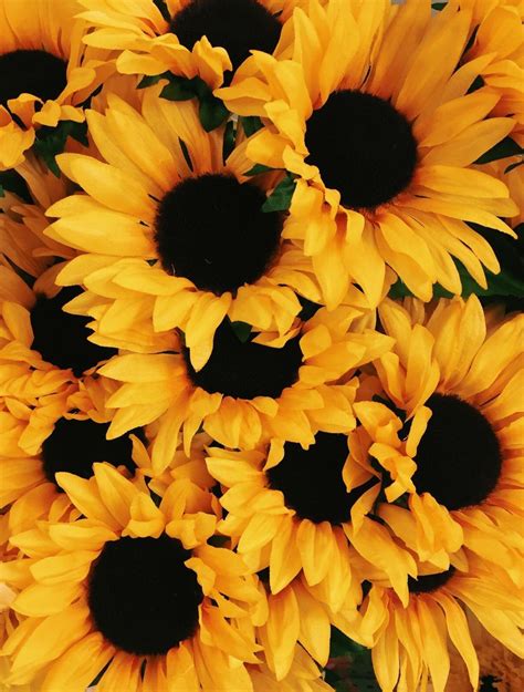 Aesthetic Sunflower Wallpapers - Wallpaper Cave