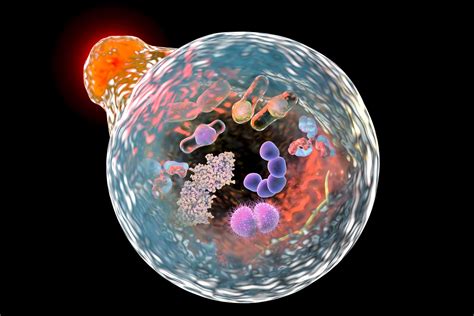 Lysosome | Description, Formation, & Function | Britannica