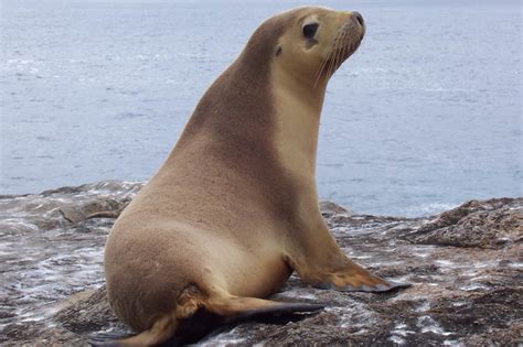 What Are Sea Lions Habitat - Barbi Carlota