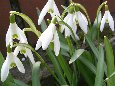 Galanthus nivalis (Common Snowdrop) | World of Flowering Plants