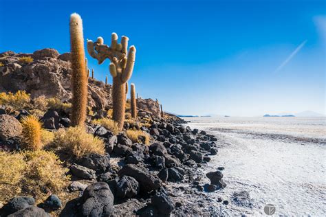 Cactus island, in the middle of the salt flats, Uyuni, Bolivia | Tom ...