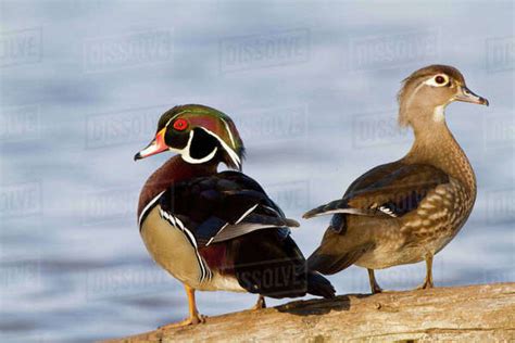 Wood Duck (Aix sponsa) male and female on log in wetland, Marion ...