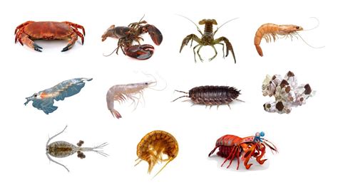 Examples Of Crustaceans