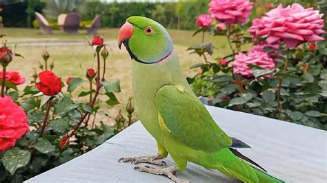 Beautiful Talking Indian Ringneck Parrot - YouTube