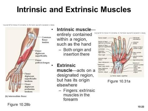 Difference between extrinsic... - All Physiotherapist Doctors