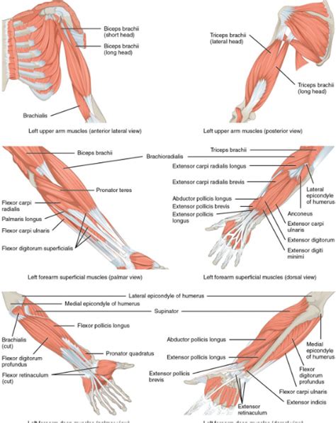 Anatomi Otot Bagian Anterior Pada Tangan Dan Pergelangan Tangan Manusia ...