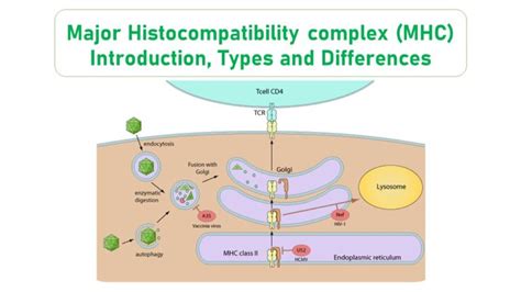 The Major Histocompatibility Complex Mhc Types Their Structure And - Riset