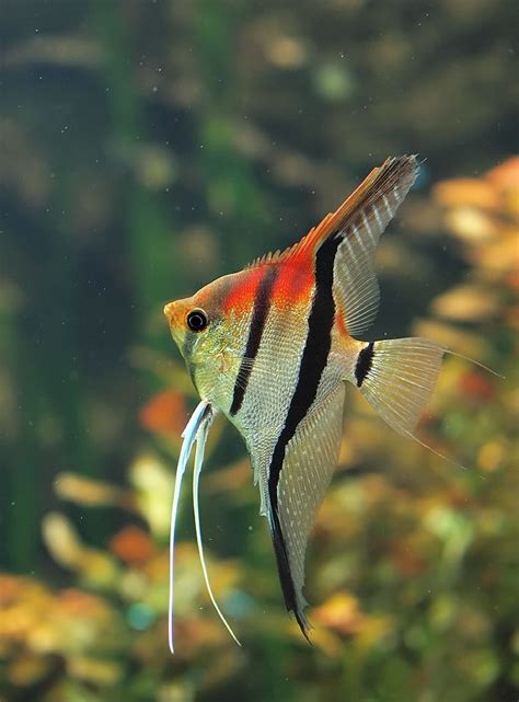 18 Different Types Of Angelfish to Consider For Your Freshwater Fish ...