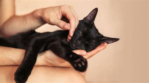 Black kitten in owners hands asleep.