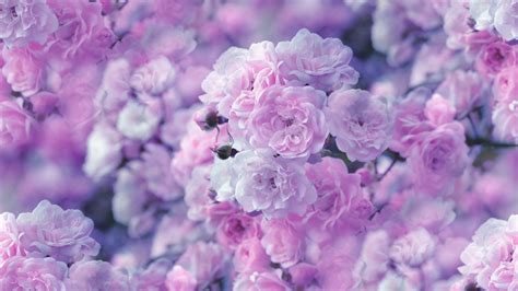 Pastel Pink Flower Desktop Wallpapers - Top Free Pastel Pink Flower ...