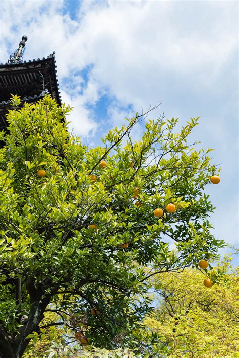 Yuzu Tree - A Beautiful Plate