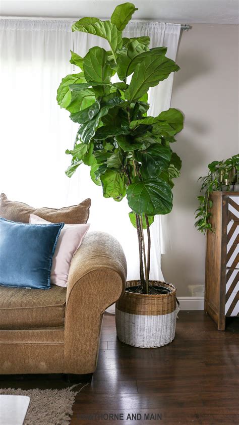 How to Care for a Fiddle Leaf Fig Tree – HAWTHORNE AND MAIN