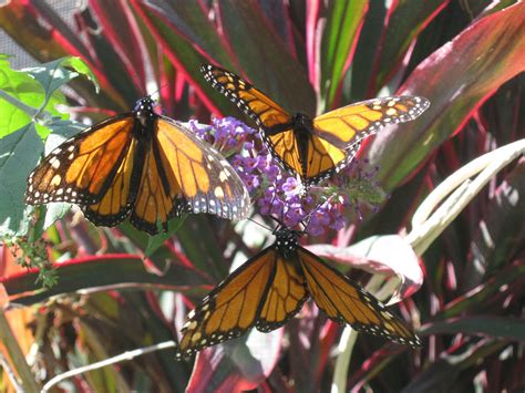 Butterflies at the Butterfly Pavilion at the LA Natural History Museum ...