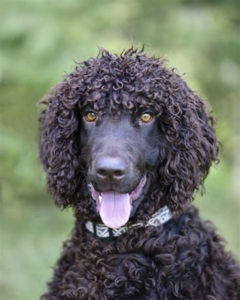 Irish Water Spaniels for Sale - Irish Water Spaniel Puppies for Sale ...