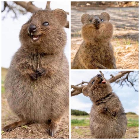 Quokkas are a rare species that live in southwest Australia, and are ...