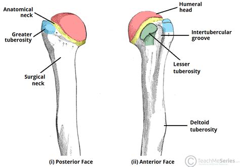 Distal Humerus Anatomy