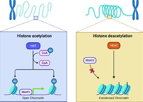 Histone acetylation and deacetylation. The acetylation of histone ...