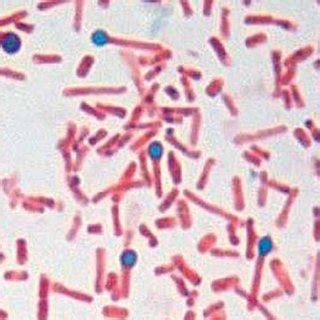 a. Spores and bacteria of Clostridium tetani with a typical drum-stick ...