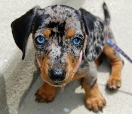 Blue-eyed Dapple | Dapple dachshund, Dachshund puppies, Puppy day