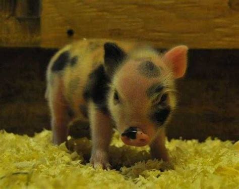 Teacup Pigs for Adoption | Alberta Mini Micro Teacup Pigs FOR SALE ...