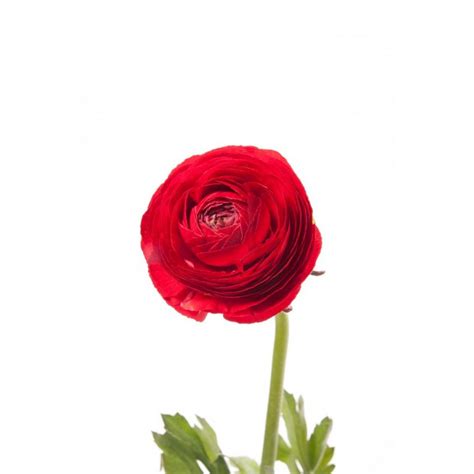 Ranunculus bulbs buy online india at seedsnpots.com