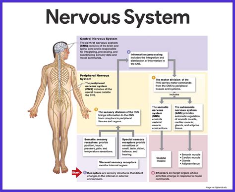 Nervous System Anatomy and Physiology | Nervous system, Nclex and ...