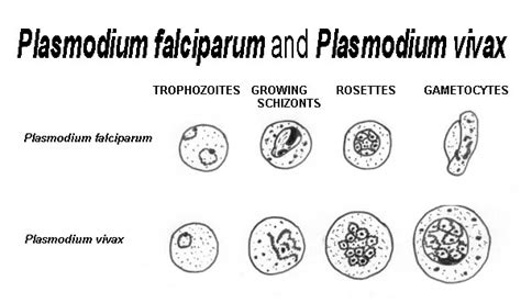 Differences Between Plasmodium falciparum and Plasmodium vivax