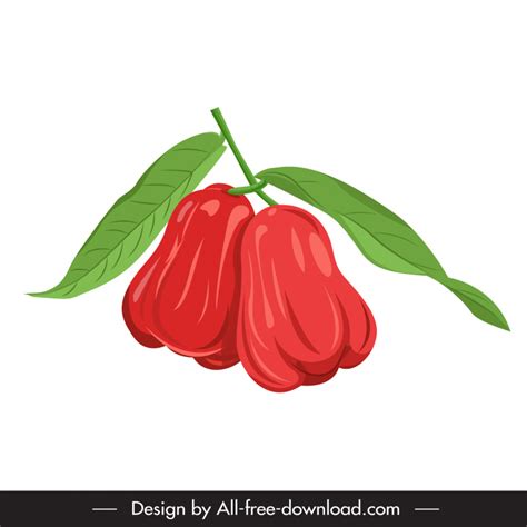 Jambu Fruit Clipart Drawings