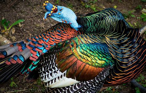 What The Fauna? • The ocellated turkey is beautifully decorated with...