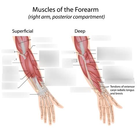 Wrist Finger Extensor Flexor Muscles Diagram | Quizlet