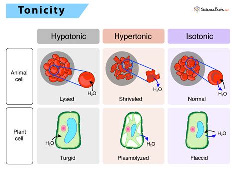 Isotonic Solution – Definition, Meaning, Examples & Diagram