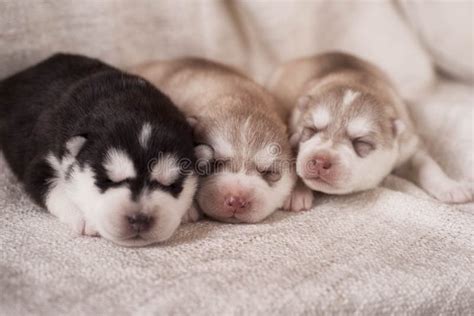 Newborn Siberian Husky Puppies Stock Photo - Image of gazing, position ...