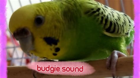 angry budgie sound|budgie in cage - YouTube