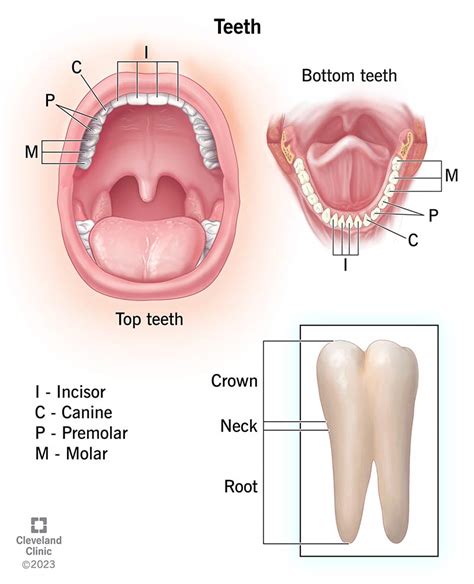 Teeth: Anatomy, Types, Function & Care