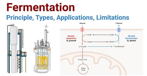 Fermentation- Principle, Types, Applications, Limitations