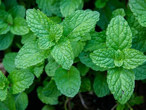 Care of Peppermint - How To Grow Peppermint Plants