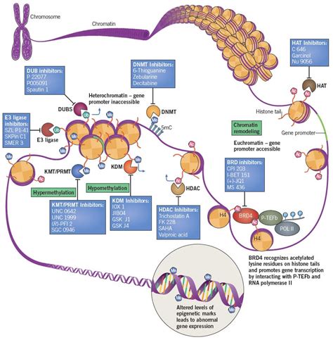 Epigenetics in Cancer | Tocris Bioscience