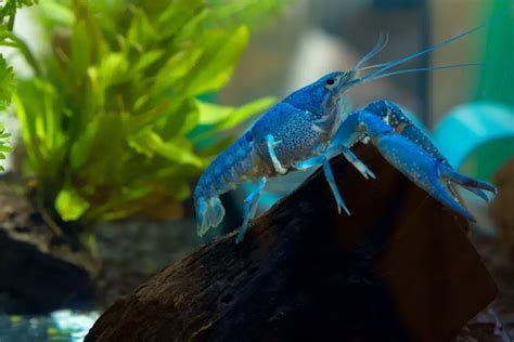 Electric Blue Crayfish: Your Ultimate Care Guide & Interesting Facts