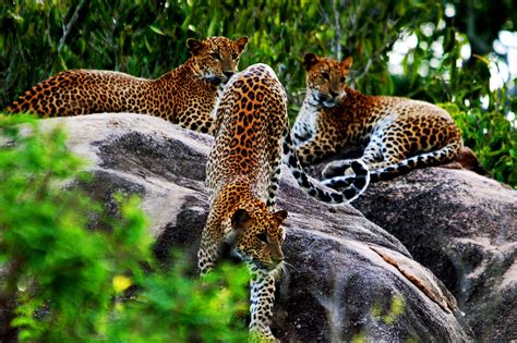 Wilpatthu National Park | Wildlife | Sri Lanka | Travel Destinations