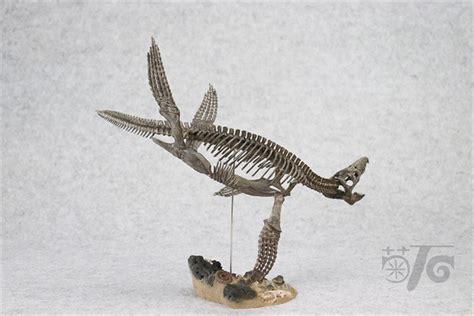 1/20 Pliosaurus Skeleton Model – Lana Time Shop